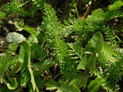 Achillea millefolium