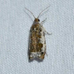 Proteoteras naracana