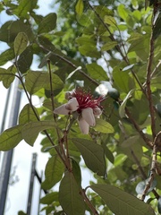 Feijoa