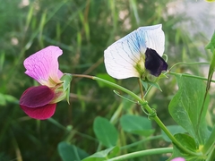 Pisum sativum