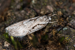 Semioscopis avellanella