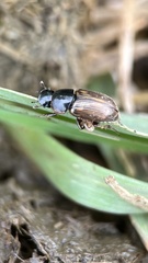 Chilothorax distinctus