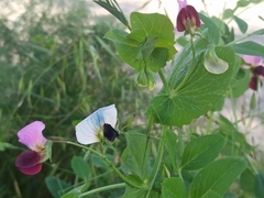 Pisum sativum