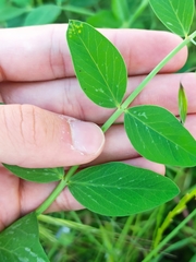 Pisum sativum