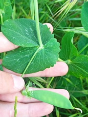 Pisum sativum