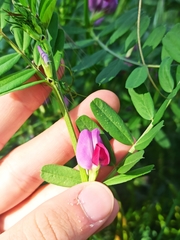 Vicia sativa