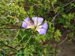 Acanthus ilicifolius