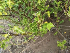 Acanthus ilicifolius