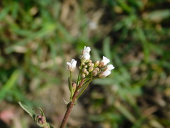 Capsella bursa-pastoris