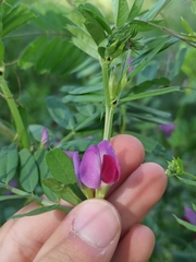Vicia sativa
