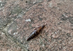 Papillifera papillaris