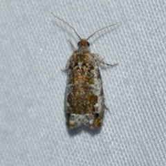 Proteoteras naracana
