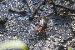 Minuca longisignalis