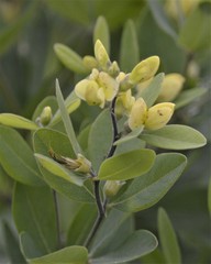 Baptisia nuttalliana