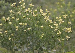 Baptisia nuttalliana