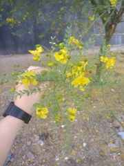 Parkinsonia