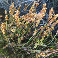 Restio paniculatus