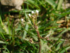 Capsella bursa-pastoris