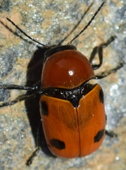 Cryptocephalus pominorum