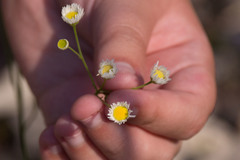 Erigeron strigosus strigosus