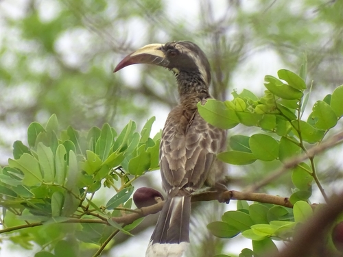 African Gray Hornbill