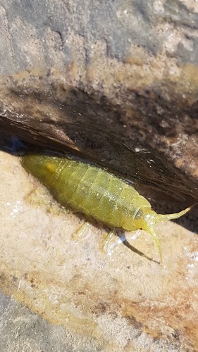 Gespikkelde zeepissebed, Somerset, UK, photo 7 of 10