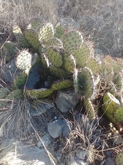 Opuntia stenopetala