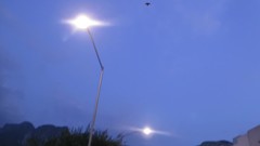 Chiroptera