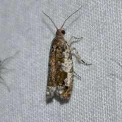 Proteoteras naracana