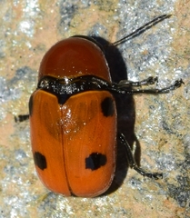 Cryptocephalus pominorum