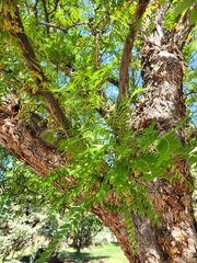 Gleditsia triacanthos inermis