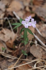 Cardamine altaica