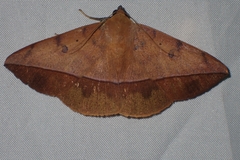 Hamodes pendleburyi