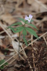 Cardamine altaica