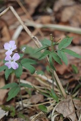 Cardamine altaica