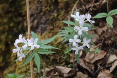 Cardamine altaica