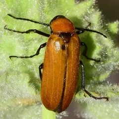 Zonitis immaculata