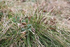 Carex pediformis