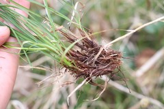 Carex pediformis