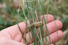 Carex pediformis
