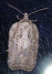 Acleris chalybeana