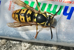 Vespula germanica