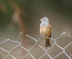 Emberiza sahari