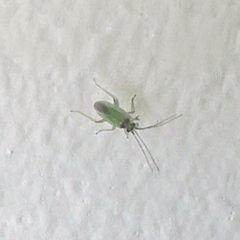 Cyrtorhinus lividipennis