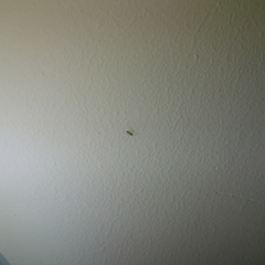 Cyrtorhinus lividipennis