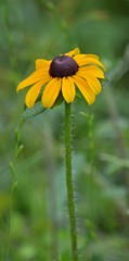 Rudbeckia hirta pulcherrima