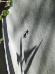 Camponotus pellarius