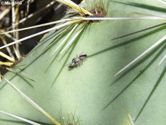 Stictomyia