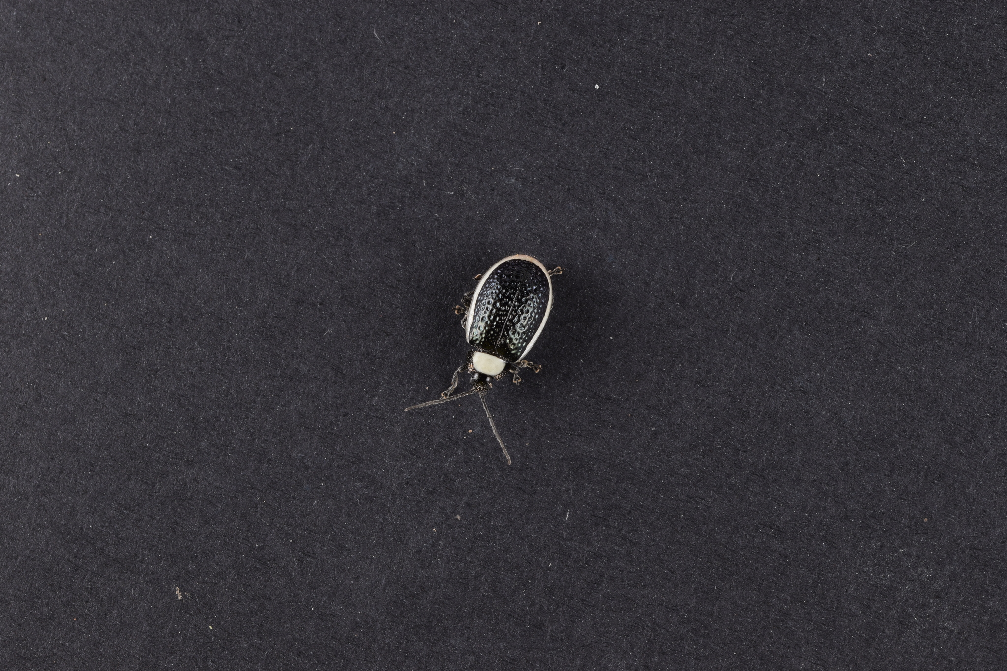 Asphaera image