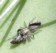 Stictomyia